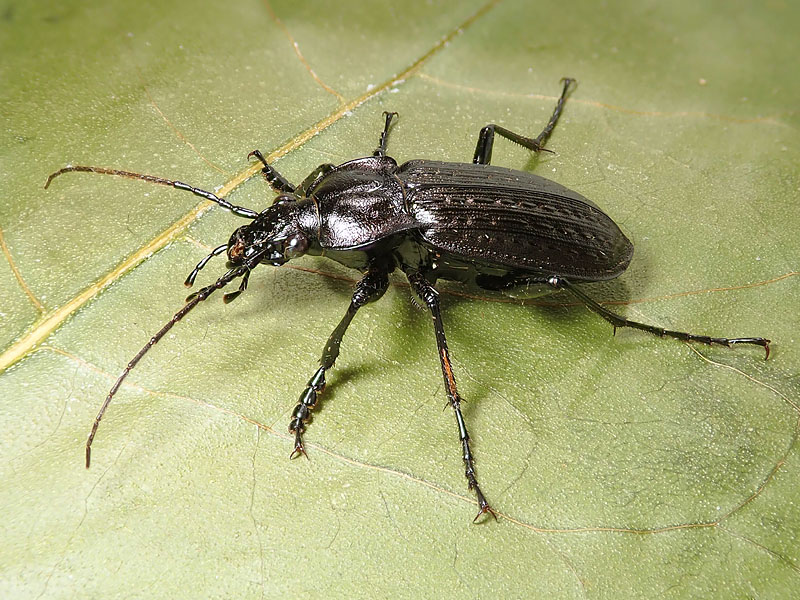 Carabidae: Carabus granulatus interstitialis